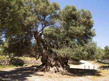CreteTravel,East Crete,Walking Tour & Visiting The Ancient Olive Tree In Kavousi