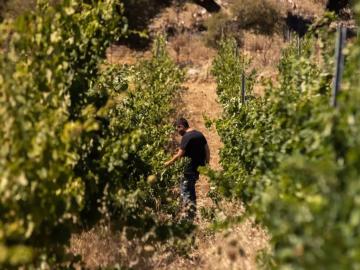 CreteTravel,West Crete,Dourakis Bio Winery & Wine Tastings