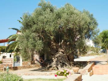 CreteTravel,West Crete,Olive Tree Museum of Vouves